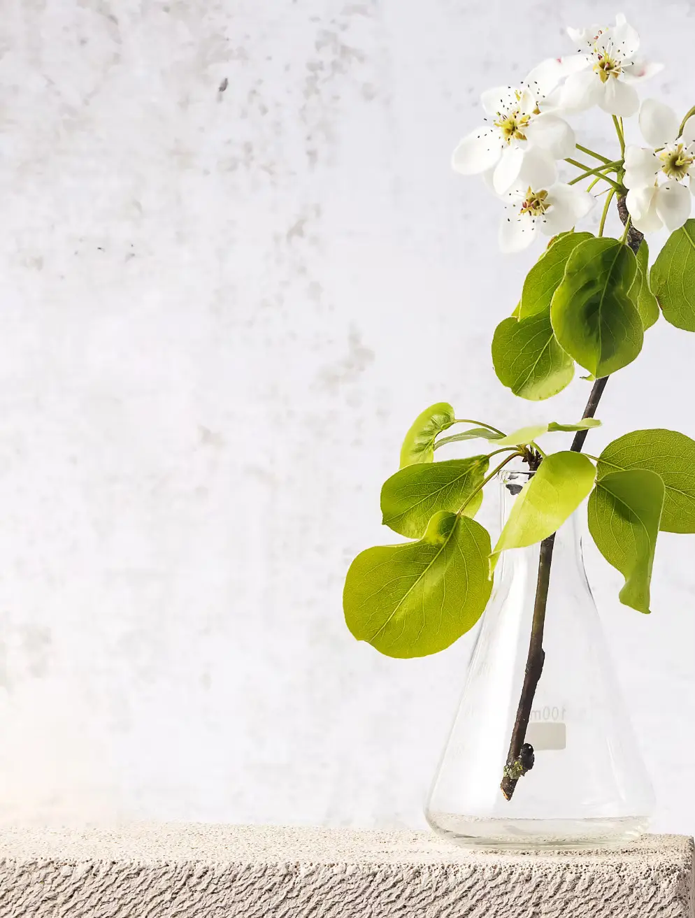 Minimalist white blossom branch in cosmic bottle on neutral background
